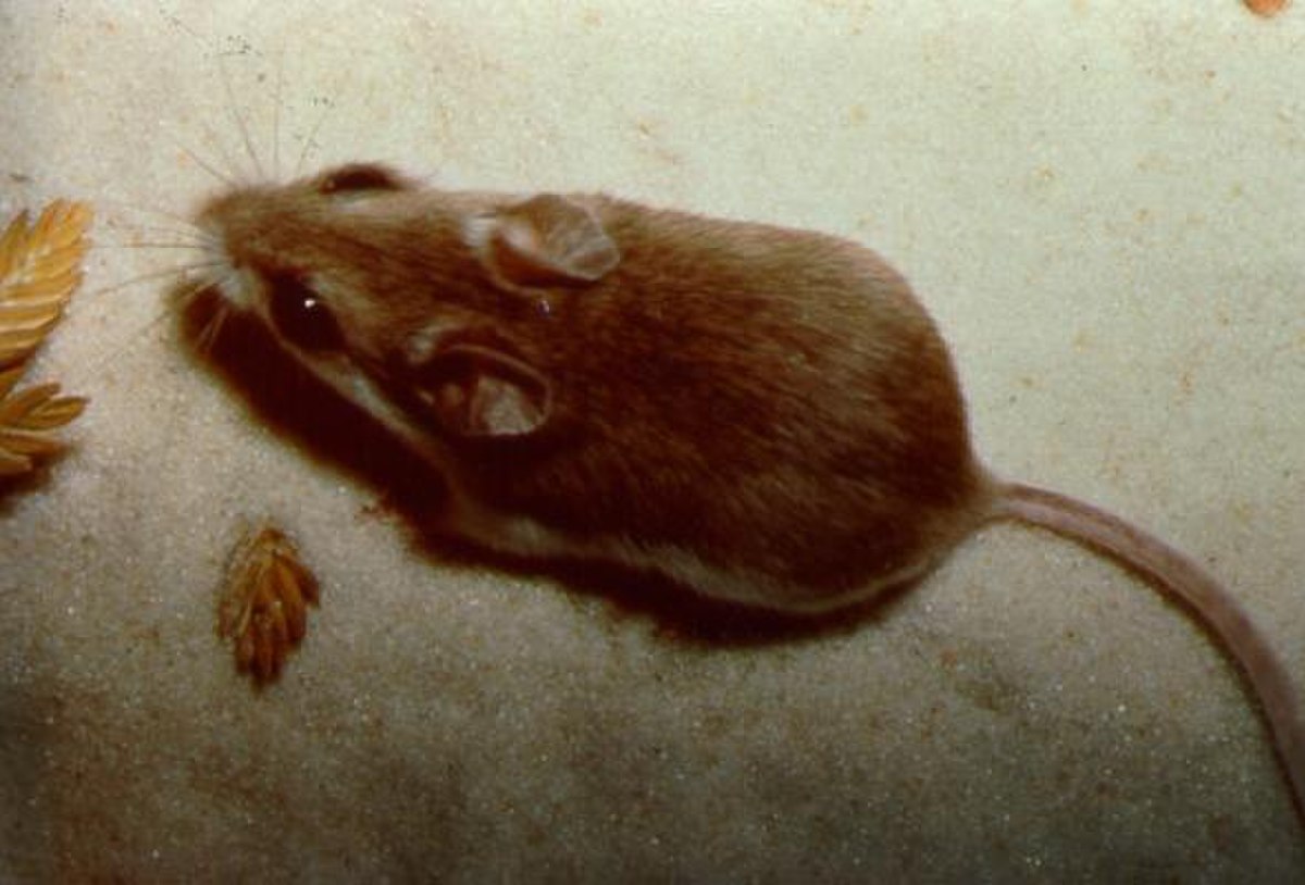 Peromyscus polionotus
