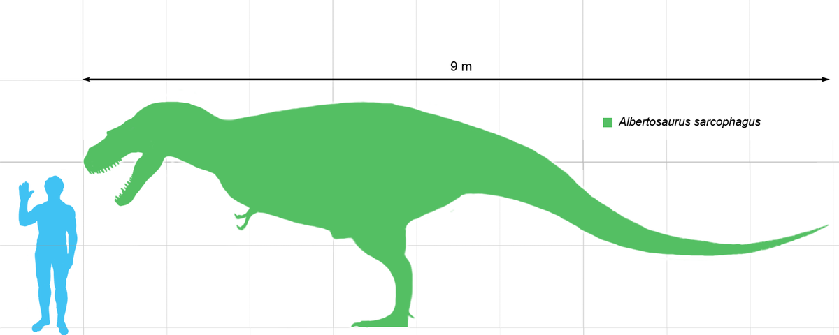 Comparaison de taille entre l'homme et Albertosaurus.