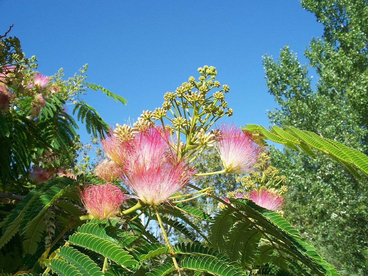 Arbre de soie