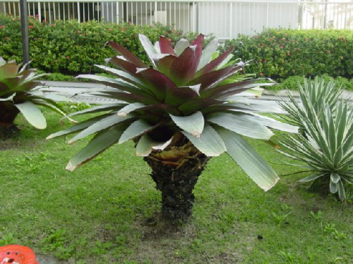 Bromeliaceae