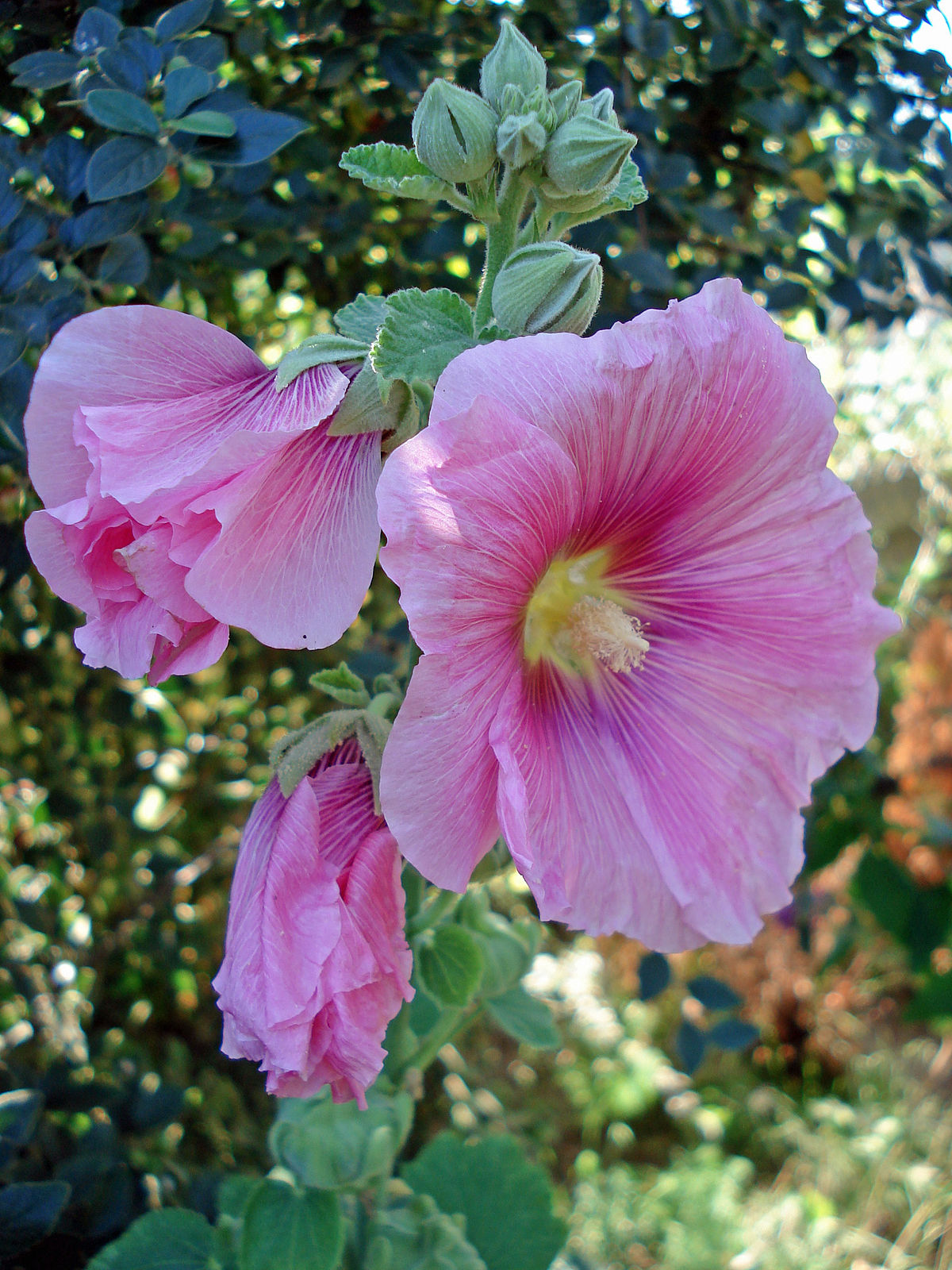 Rose trémière