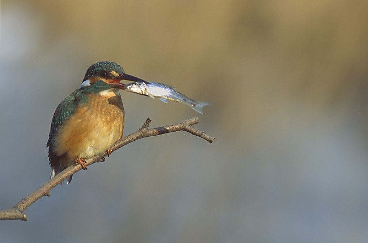Alcedininae