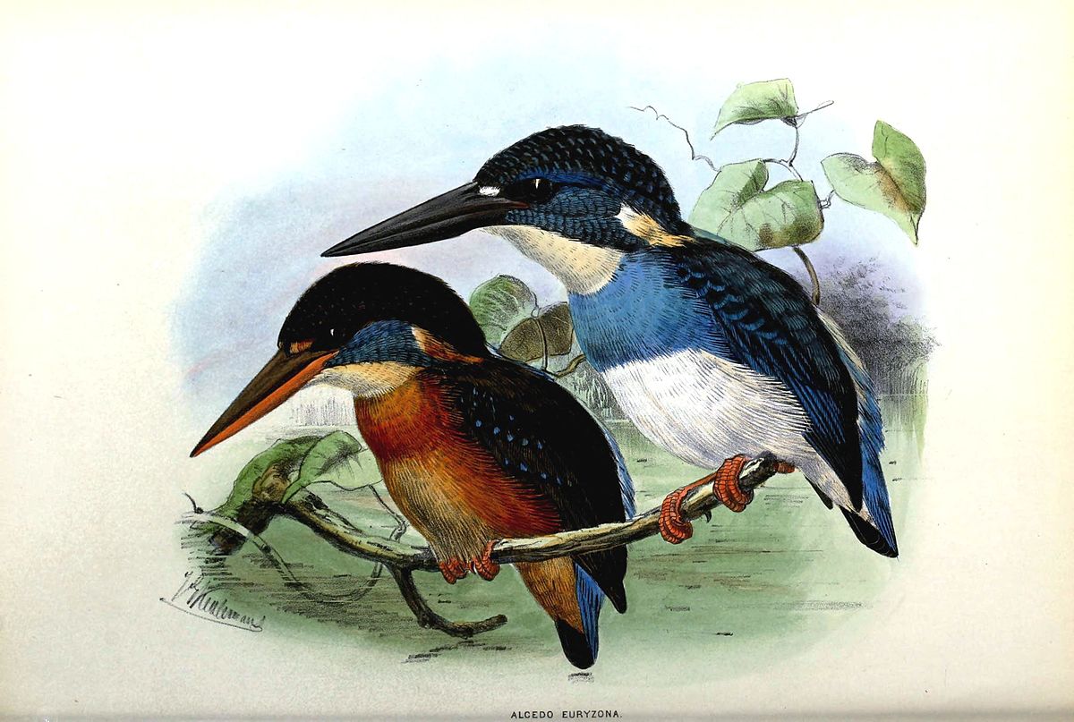 Martin-pêcheur à large bande