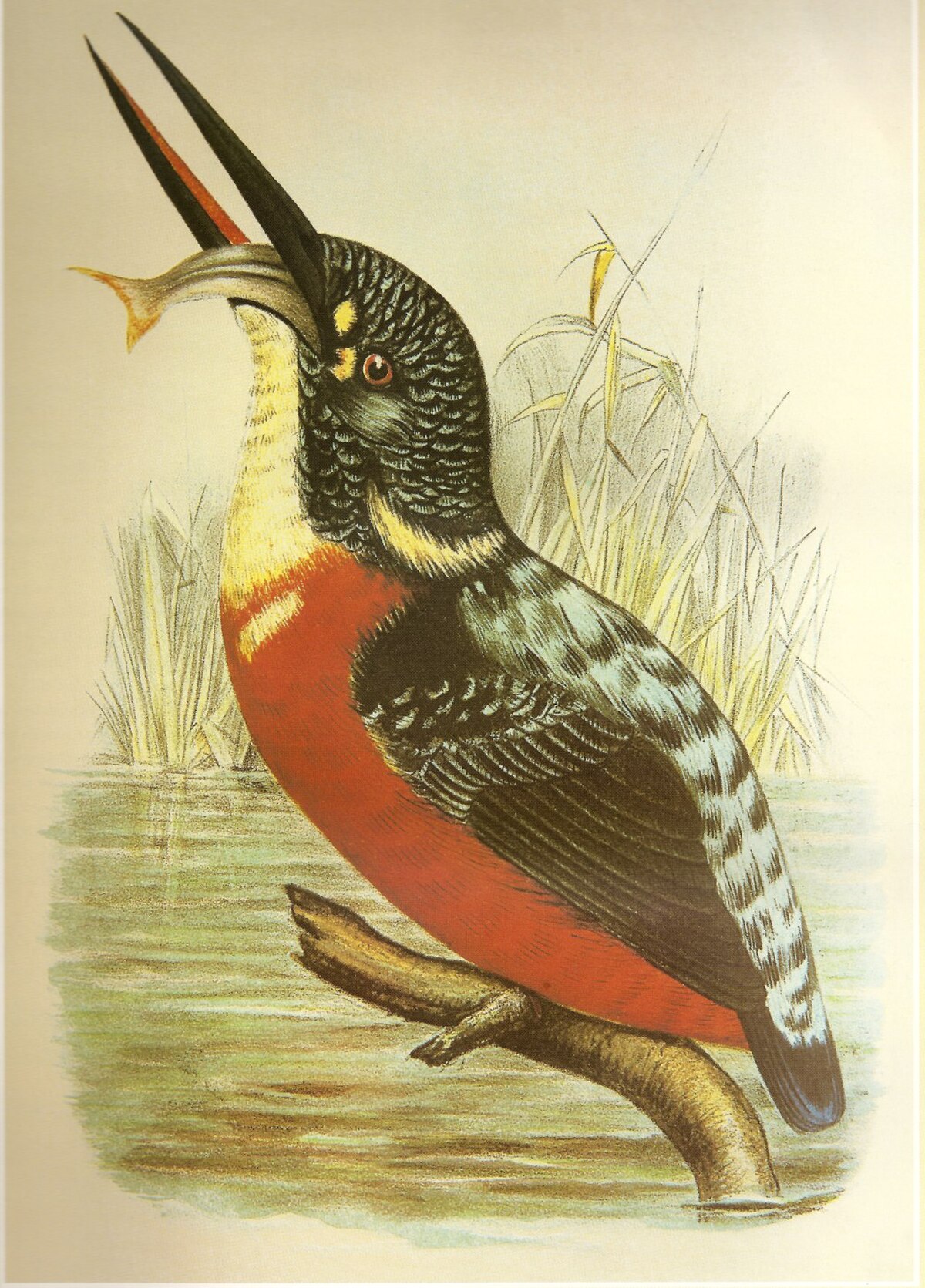 Martin-pêcheur de Blyth