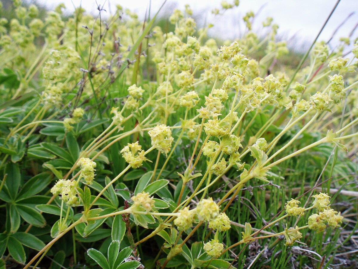 Alchemilla alpina - Iceland - 2007-07-05.jpg