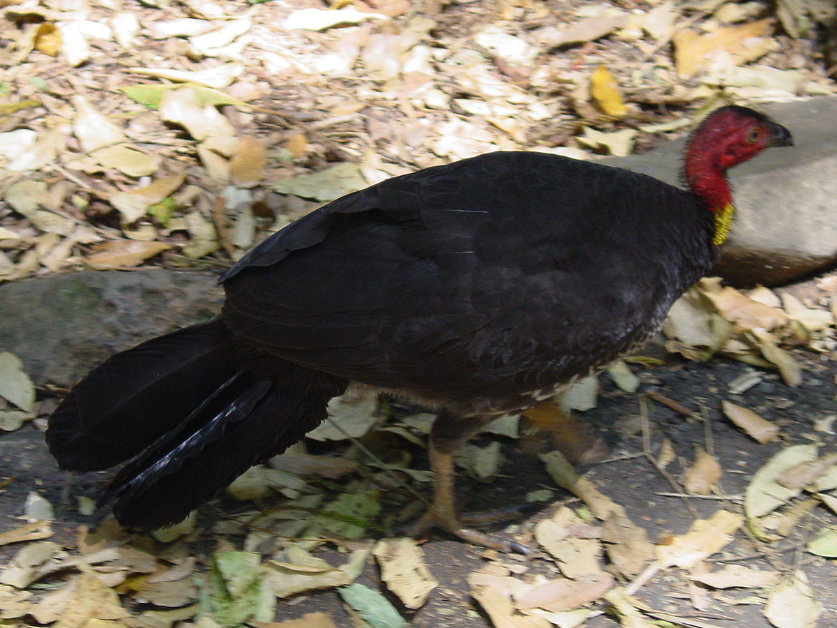 Alecthura lathami.jpg