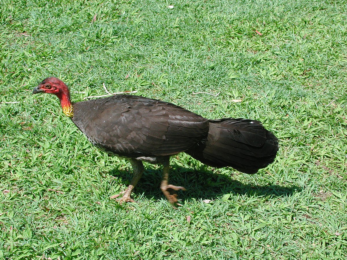 Megapodiidae