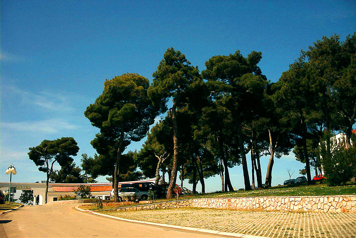 Pin d'Alep