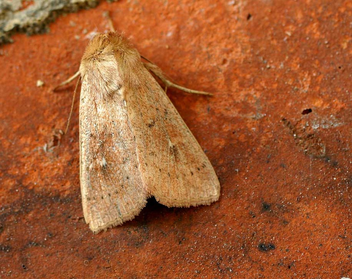 Hadeninae