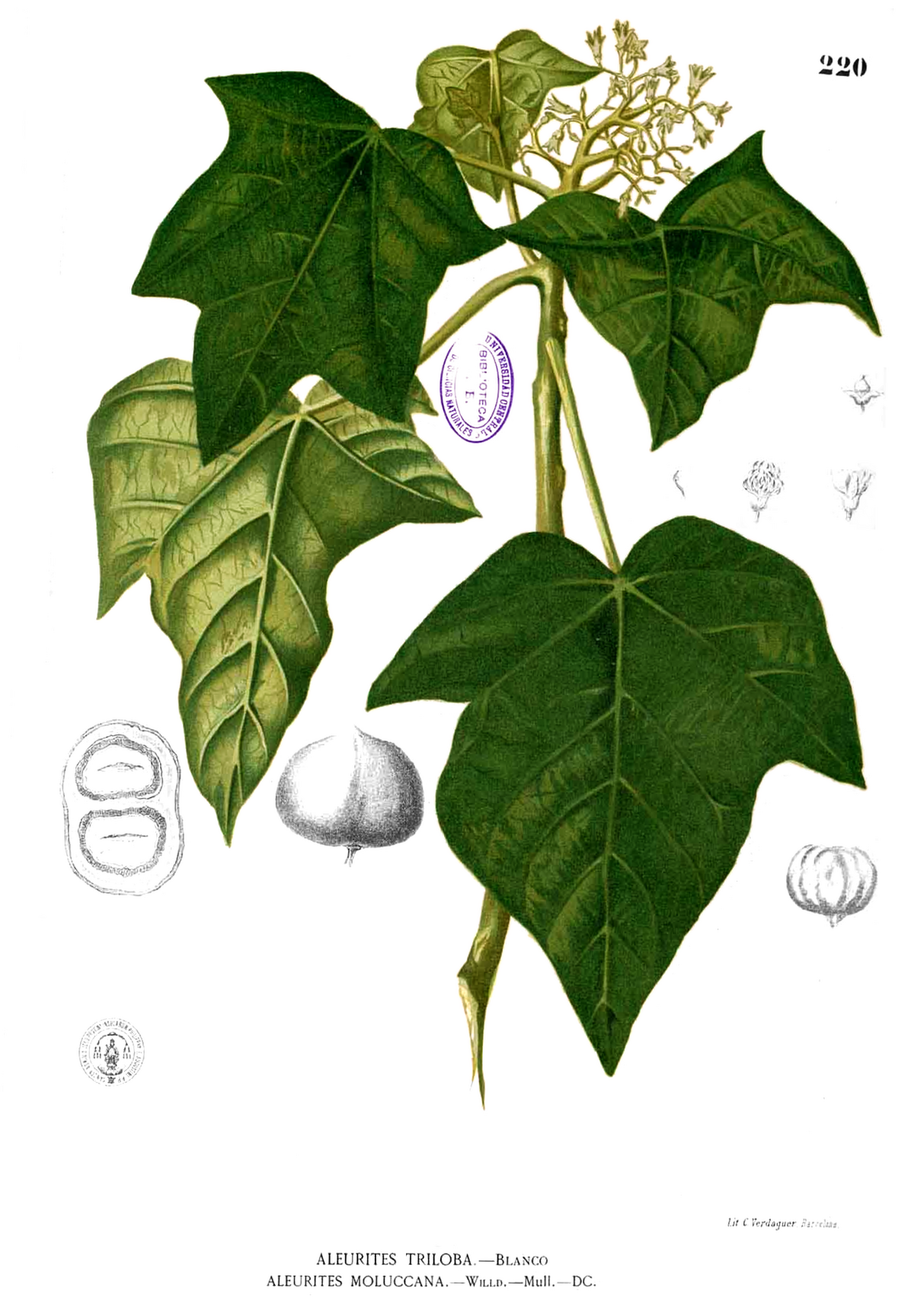Aleurites