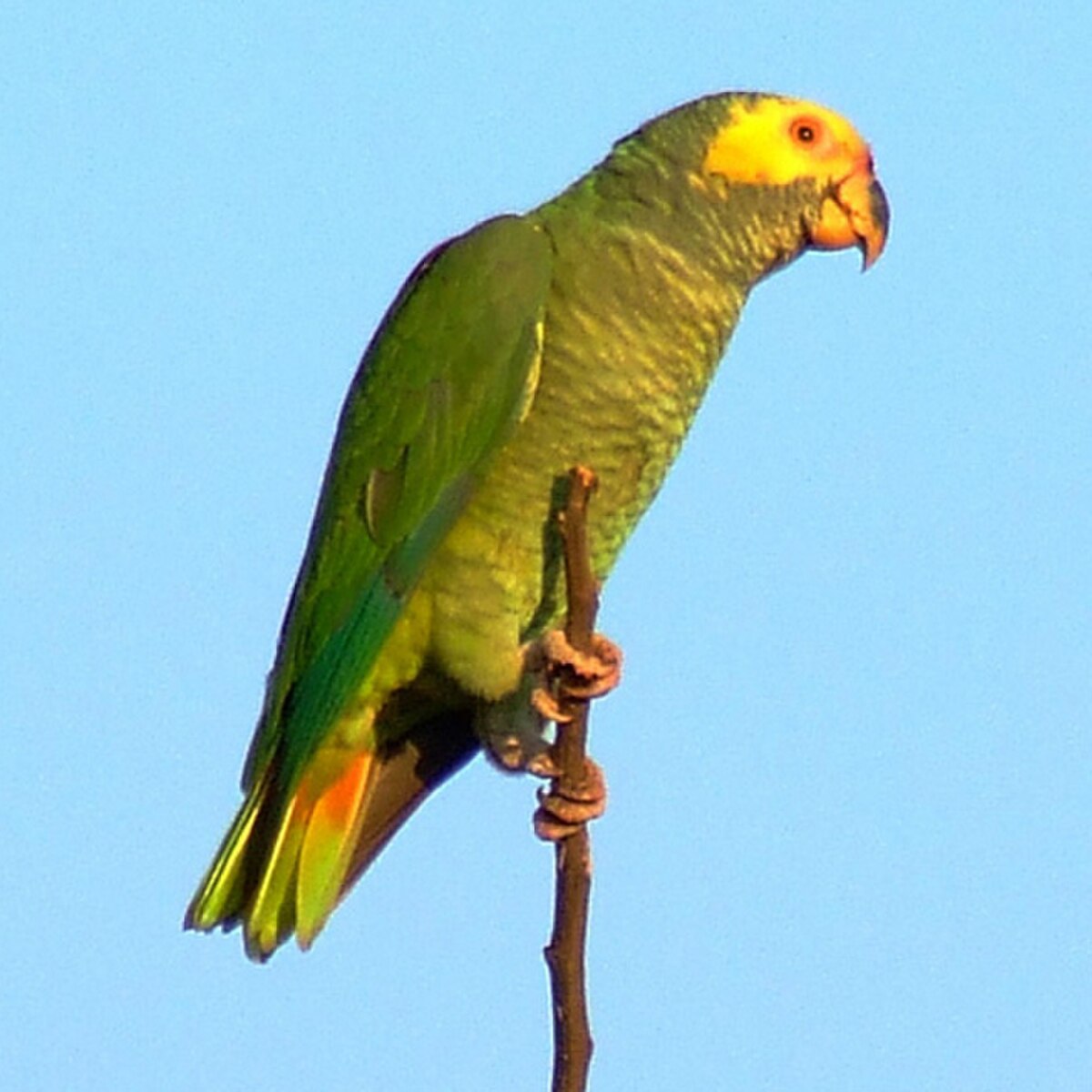 Amazone à face jaune