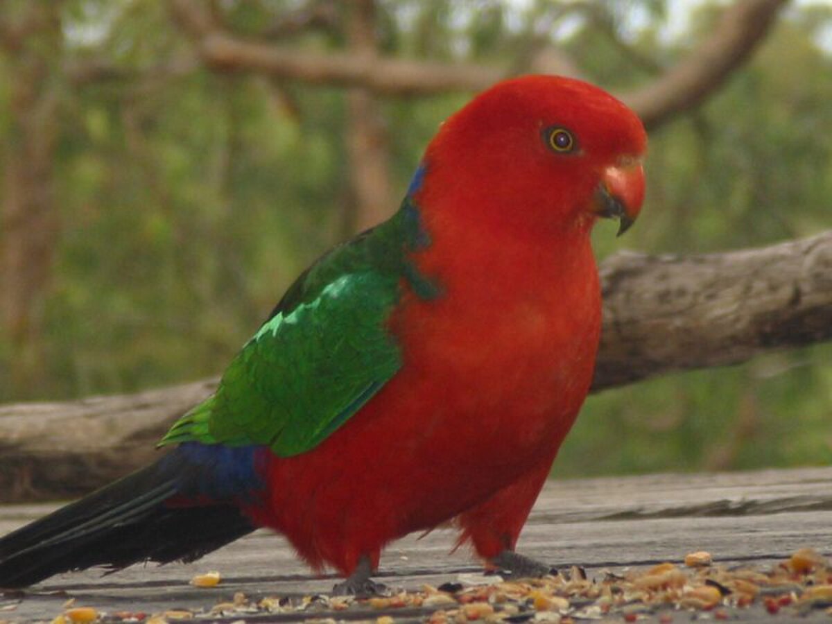 Alisterus scapularis 4.jpg