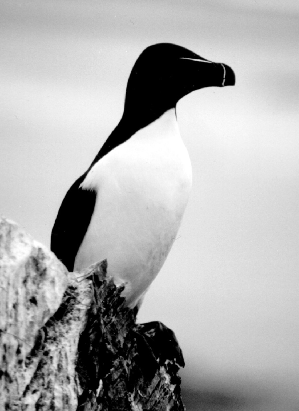 Pingouin