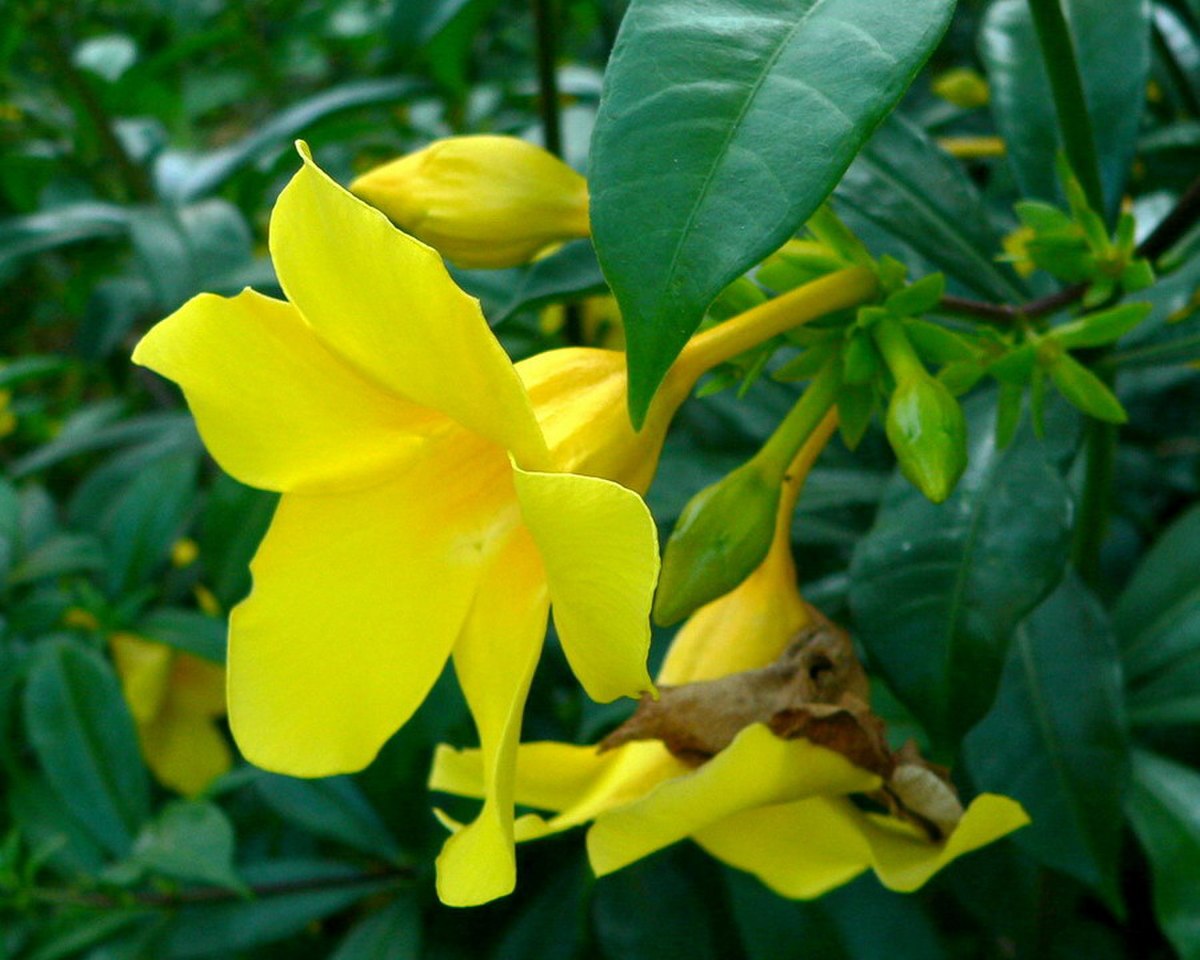 Allamanda cathartica