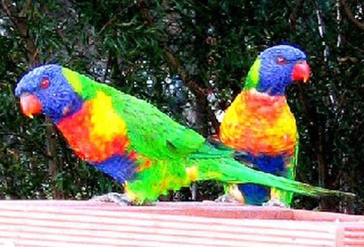 Loriinae