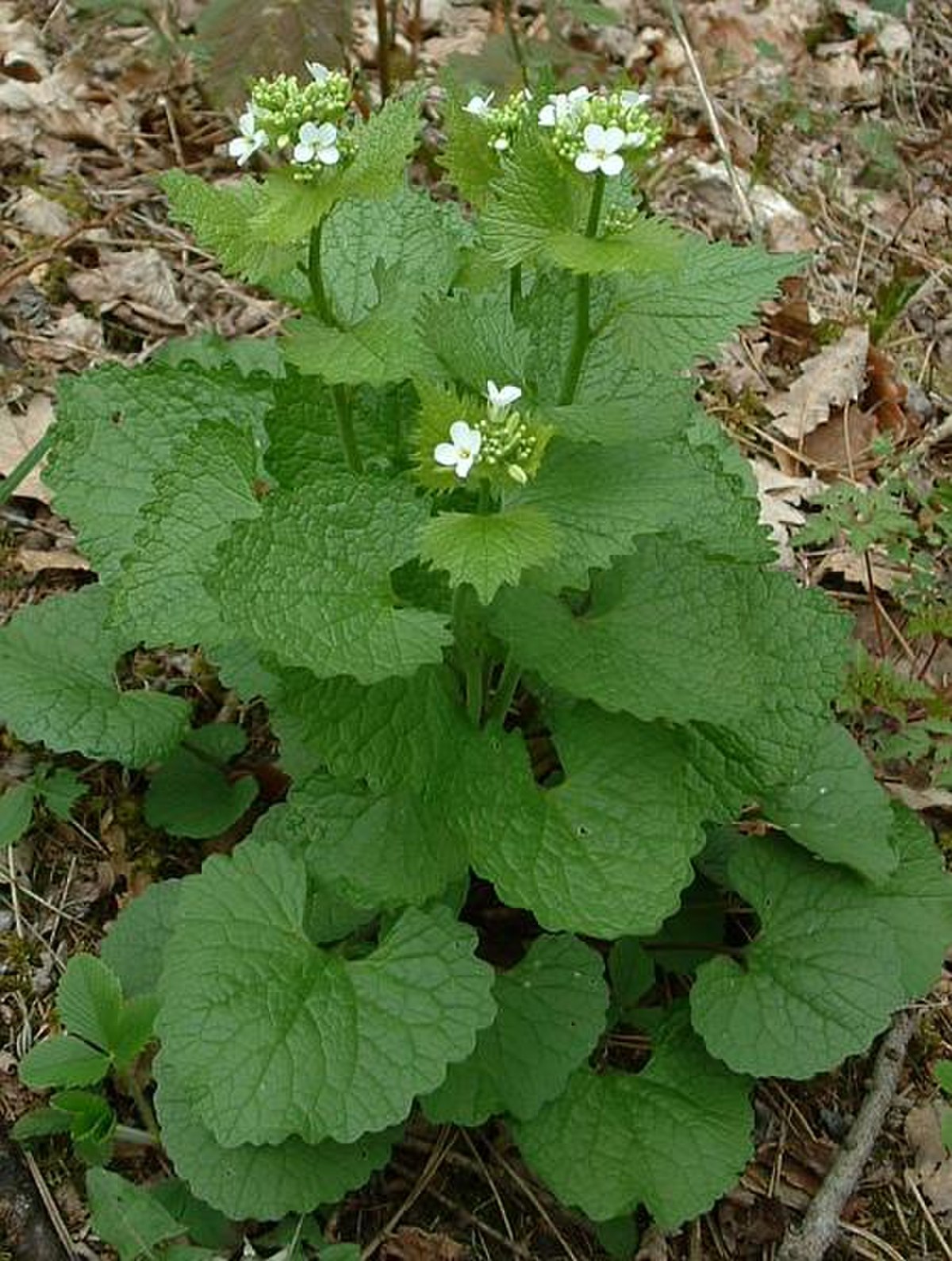 Alliaire officinale