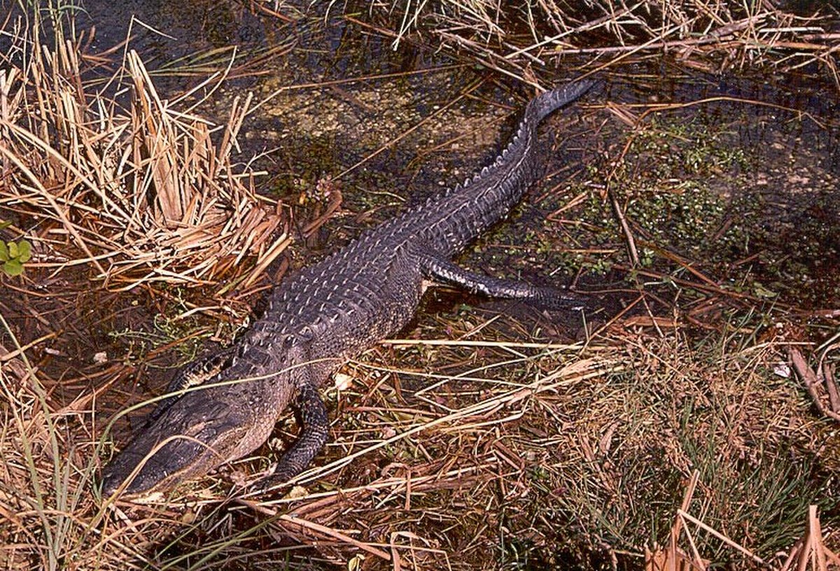 Alligator de Chine