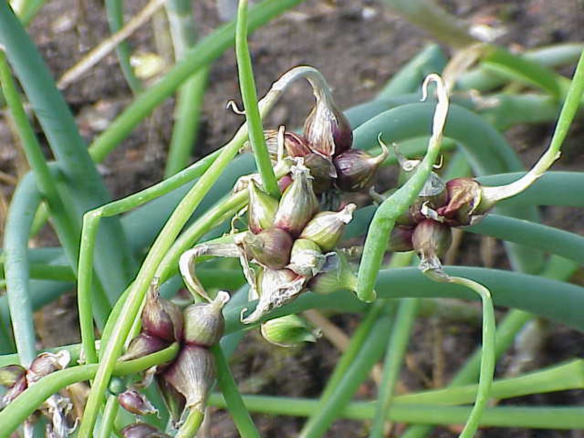Allium fistulosum bulbifera