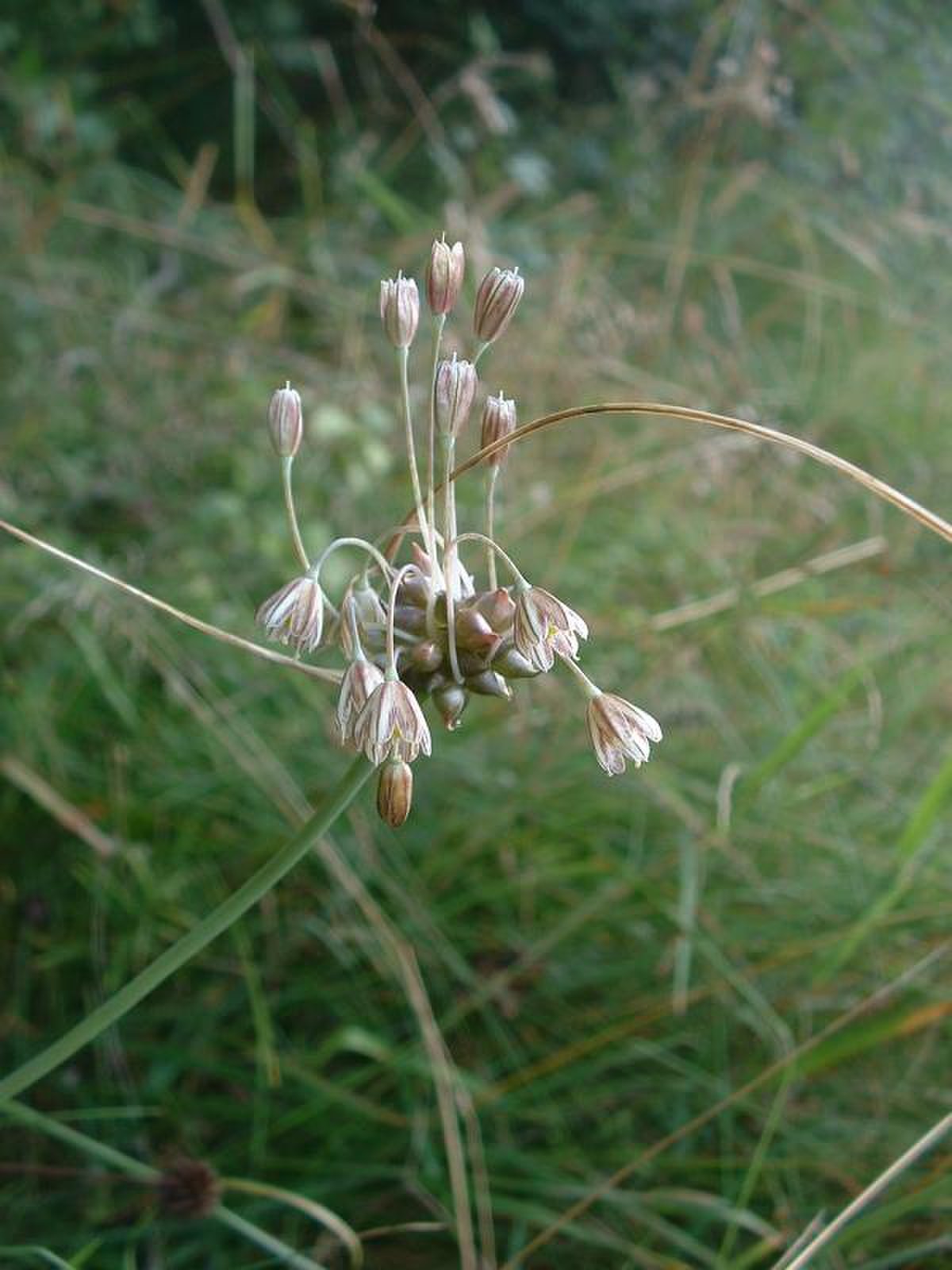 Allium oleraceum