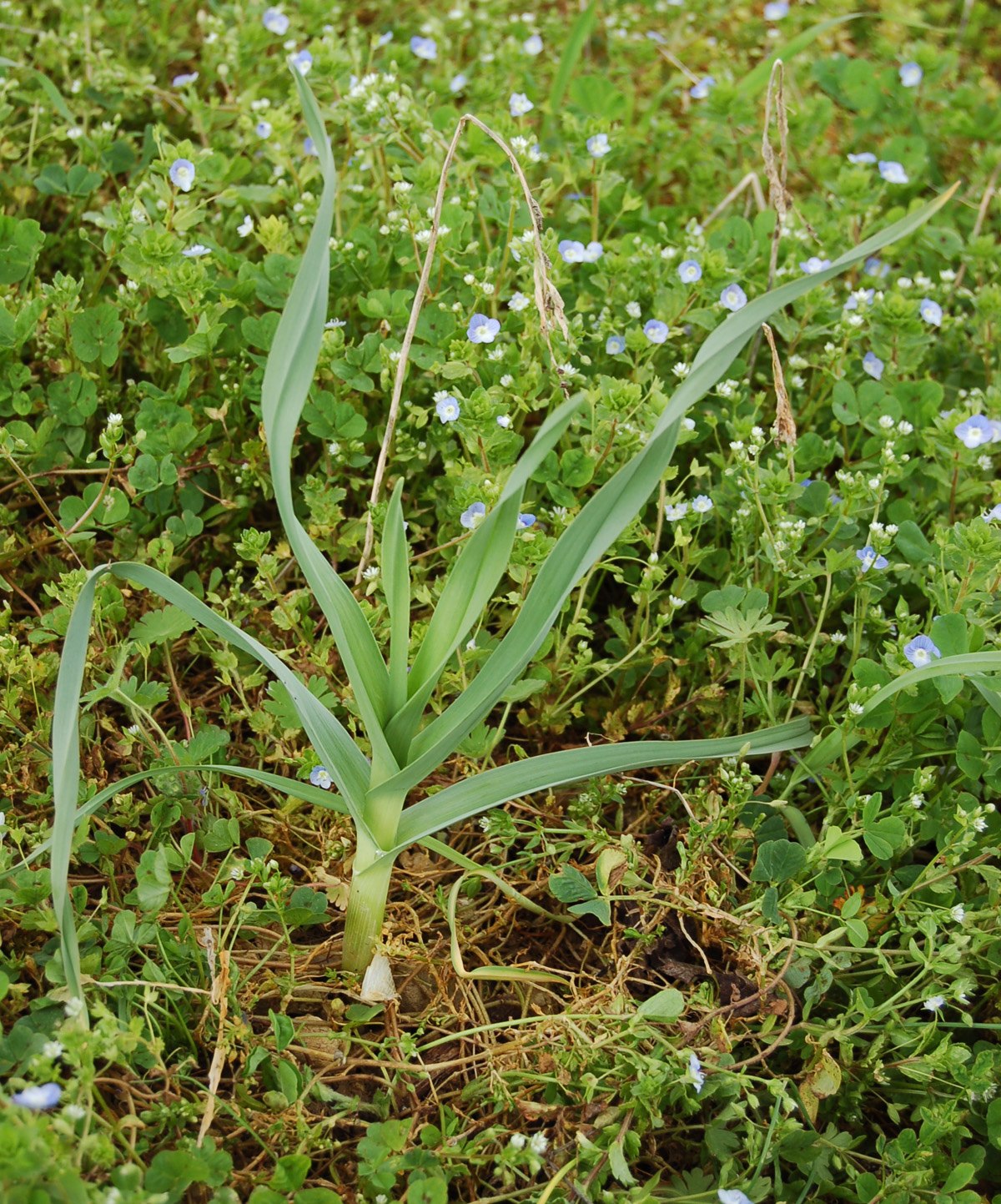 Poireau de vigne