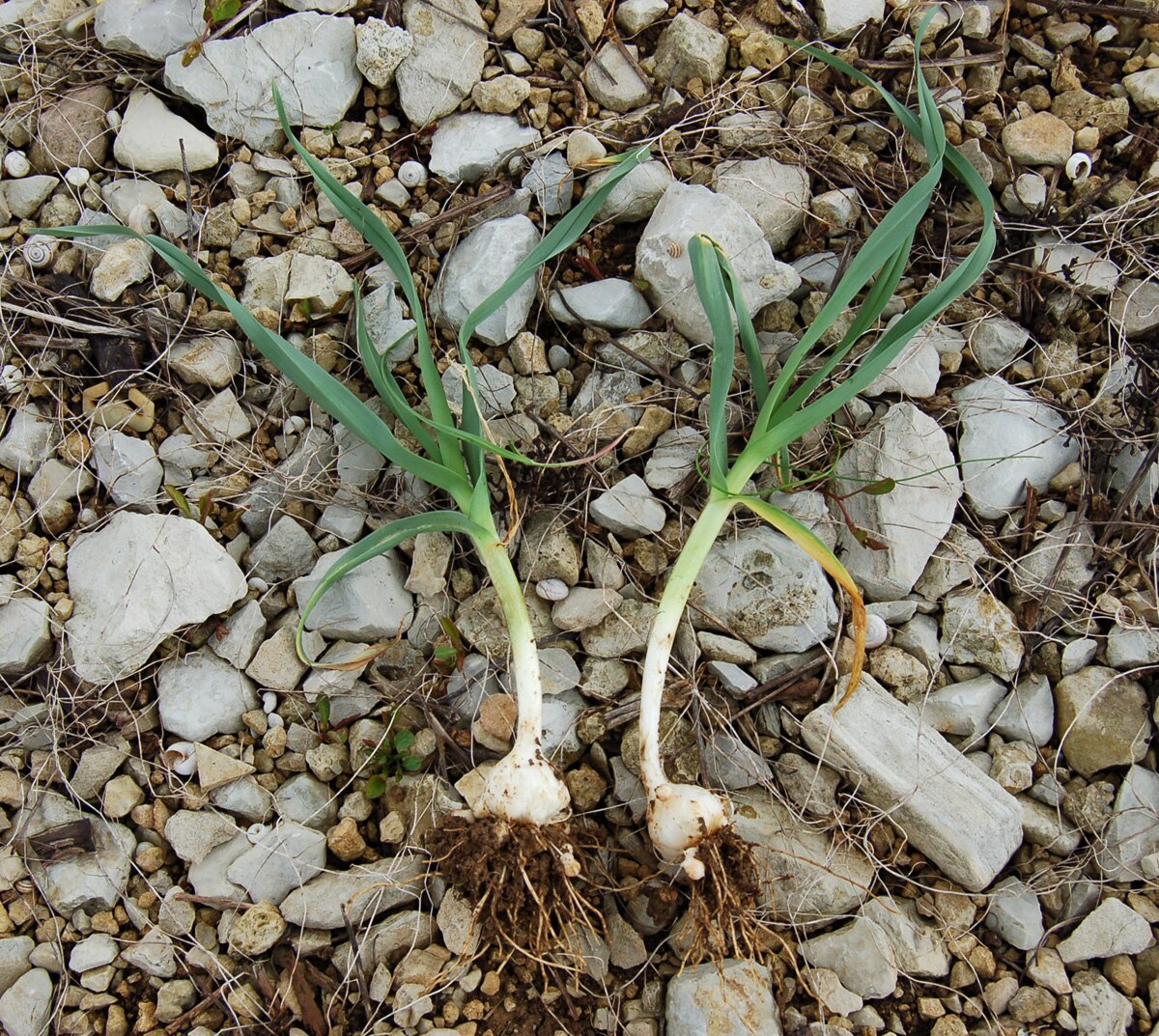 2 plants de poireaux de vigne fraîchement déterrés