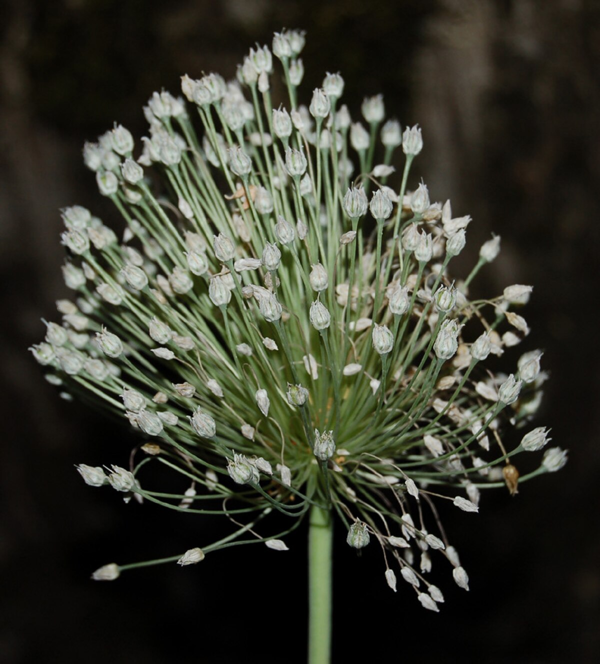 Inflorescence commençant à fructifier