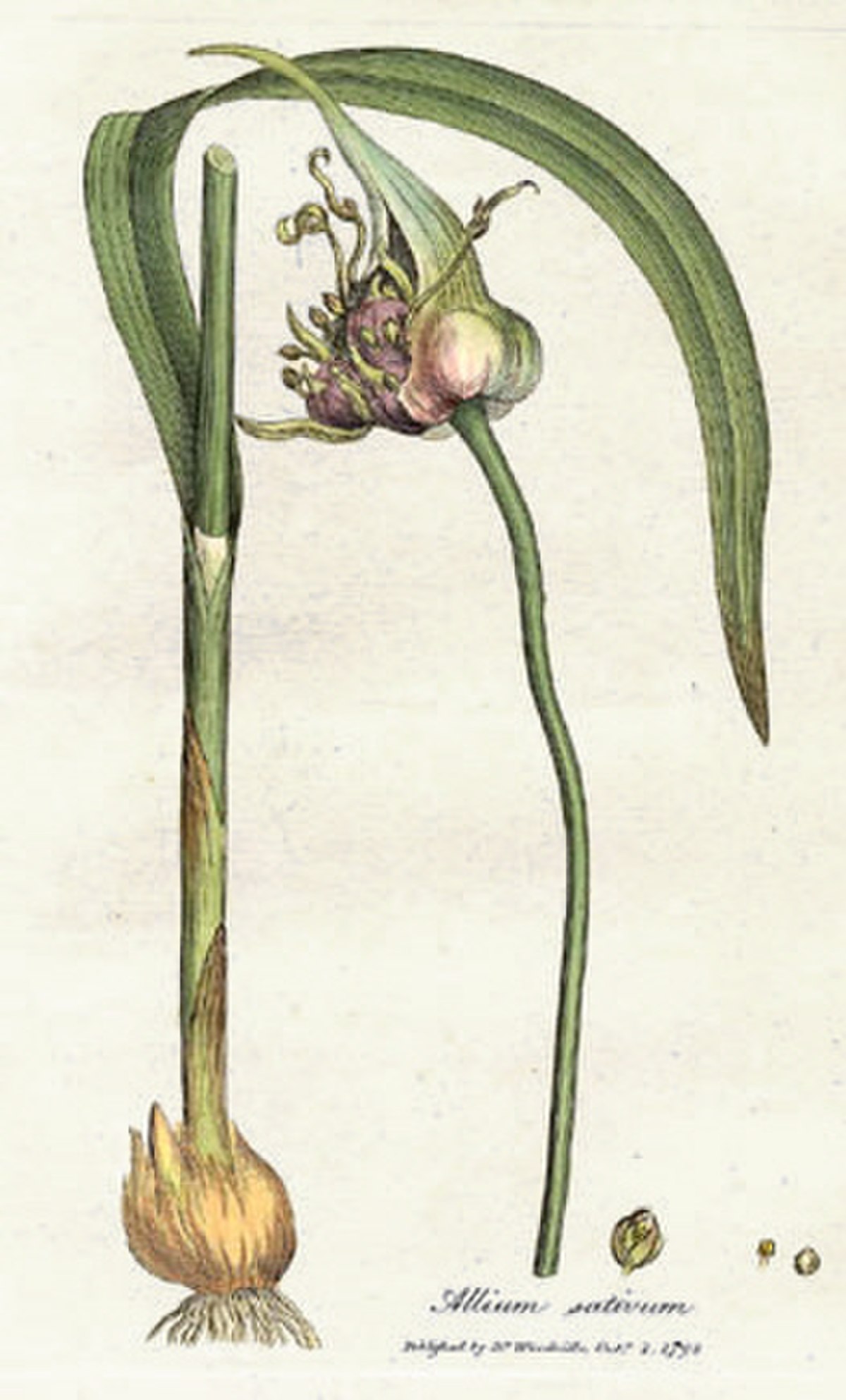 Ail cultivé