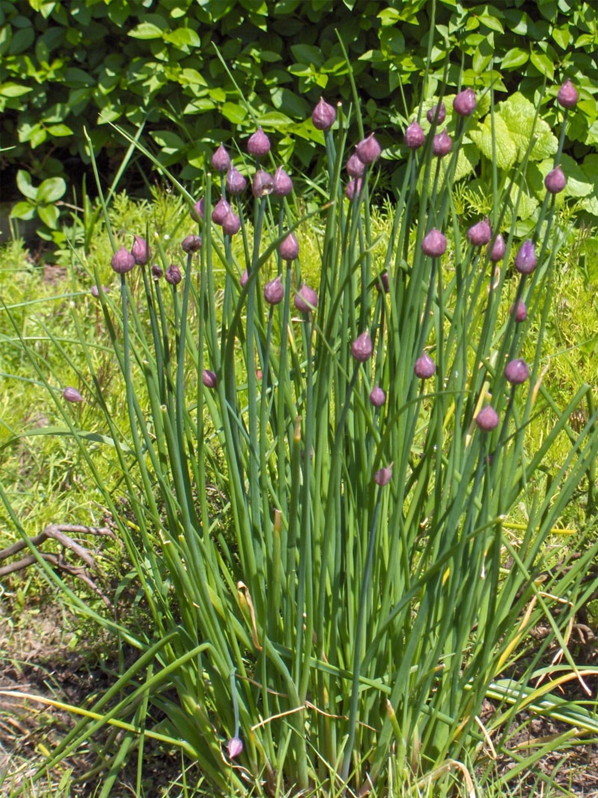 Herbe