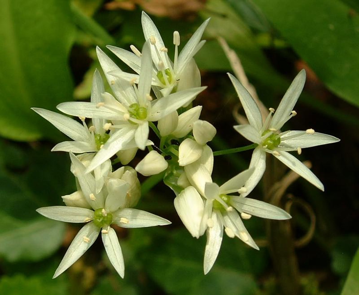Inflorescence