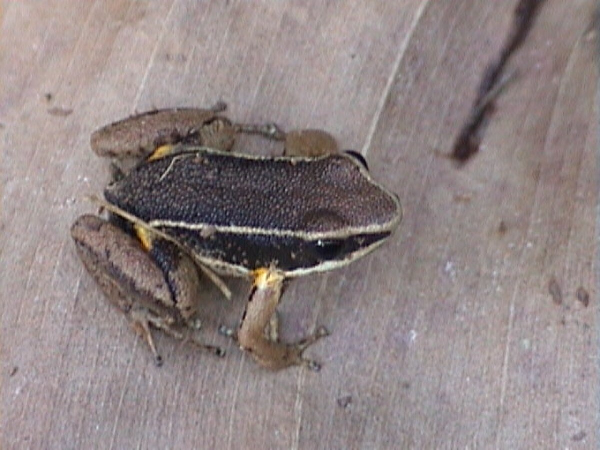 Allobates femoralis
