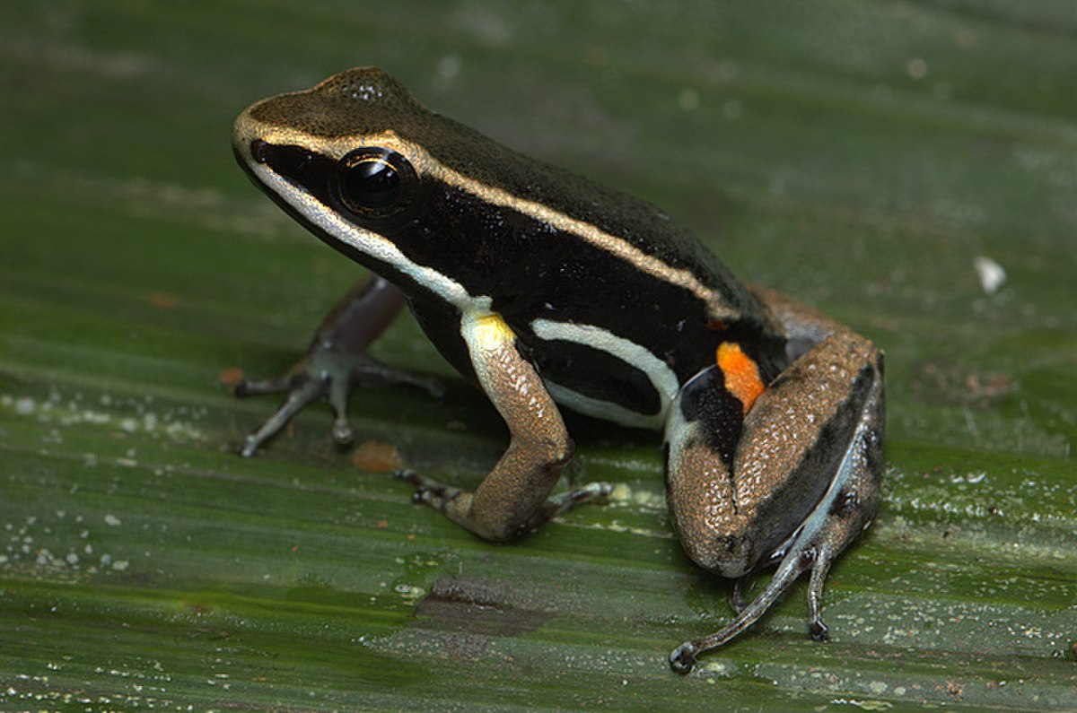 Aromobatidae