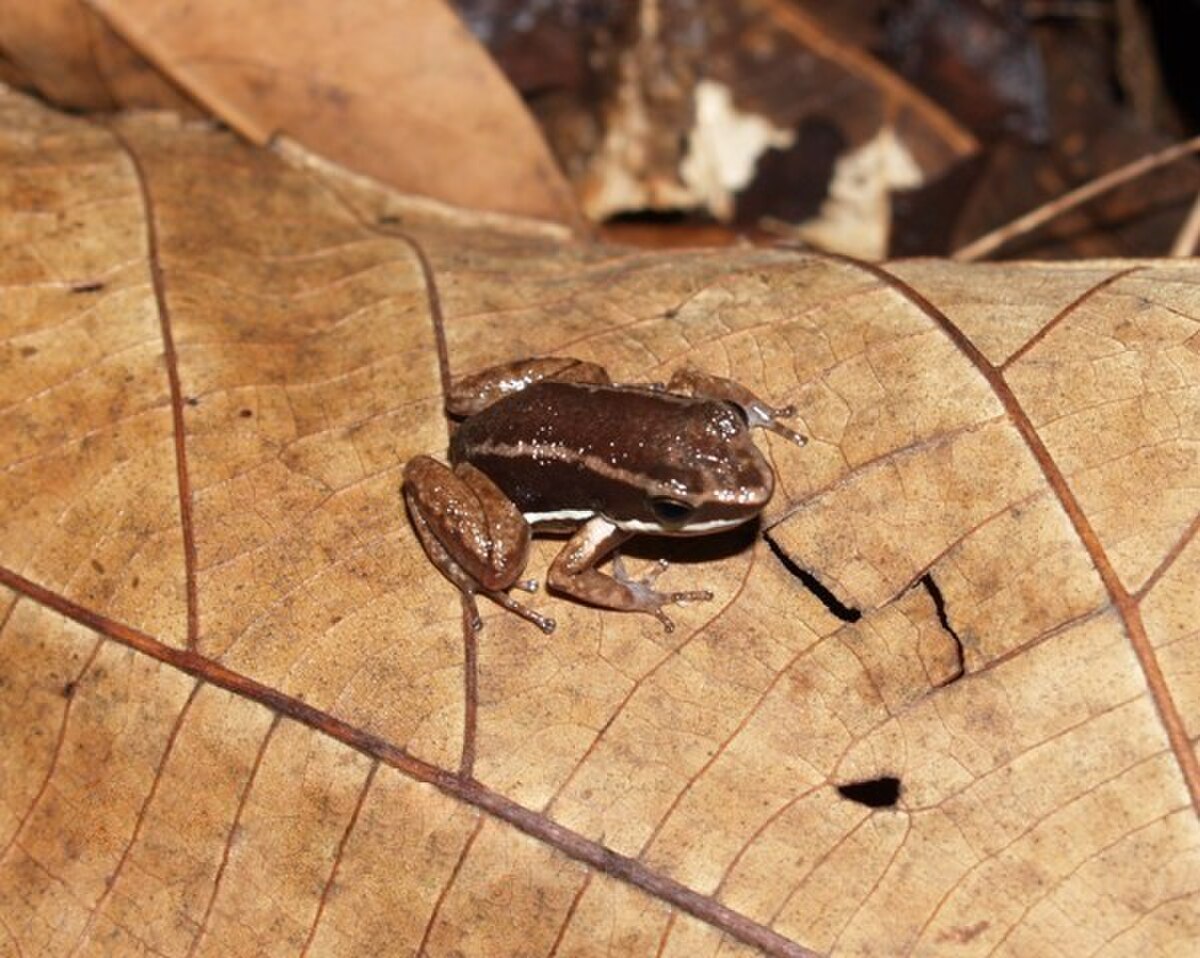 Allobates talamancae