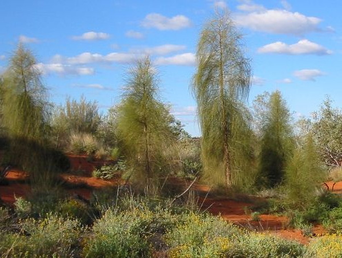 Allocasuarina
