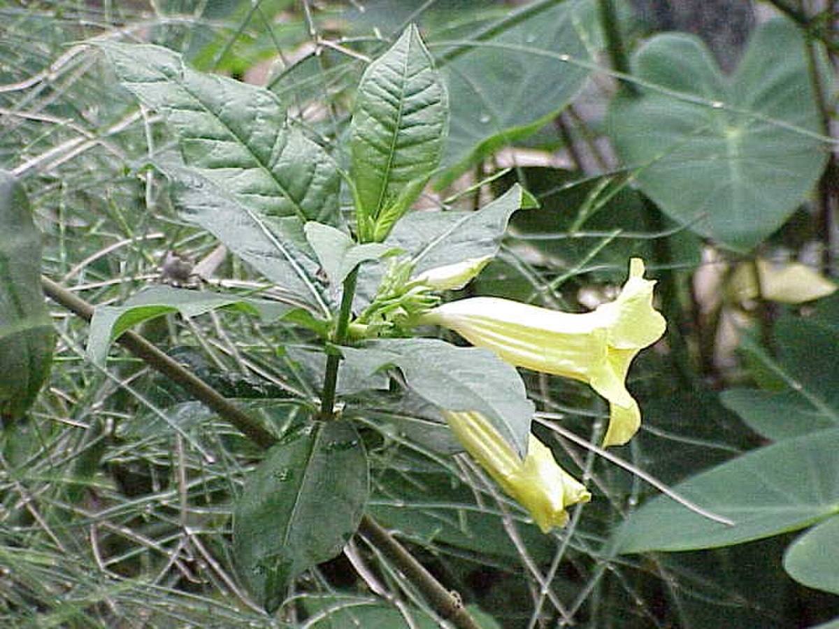 Apocynaceae