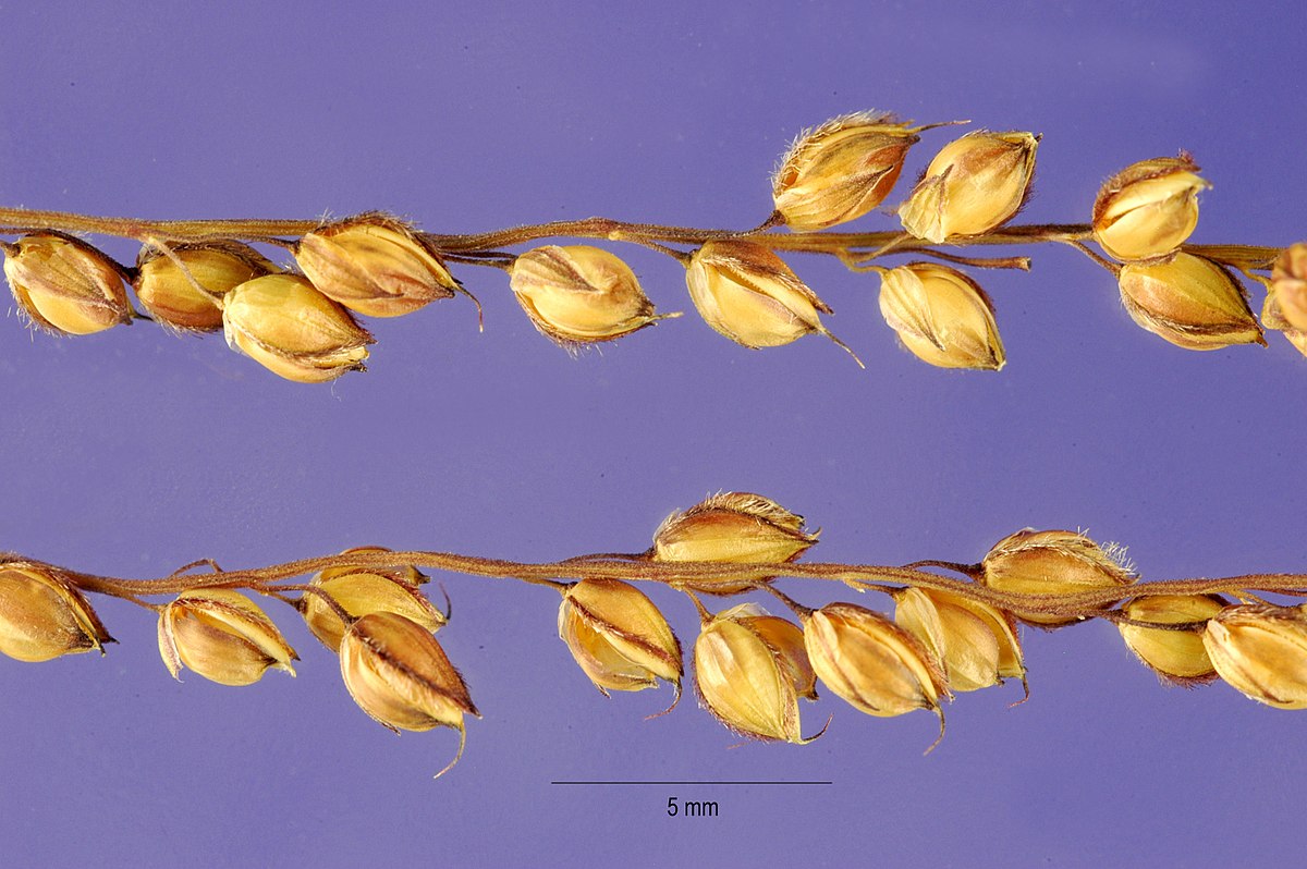 Alloteropsis