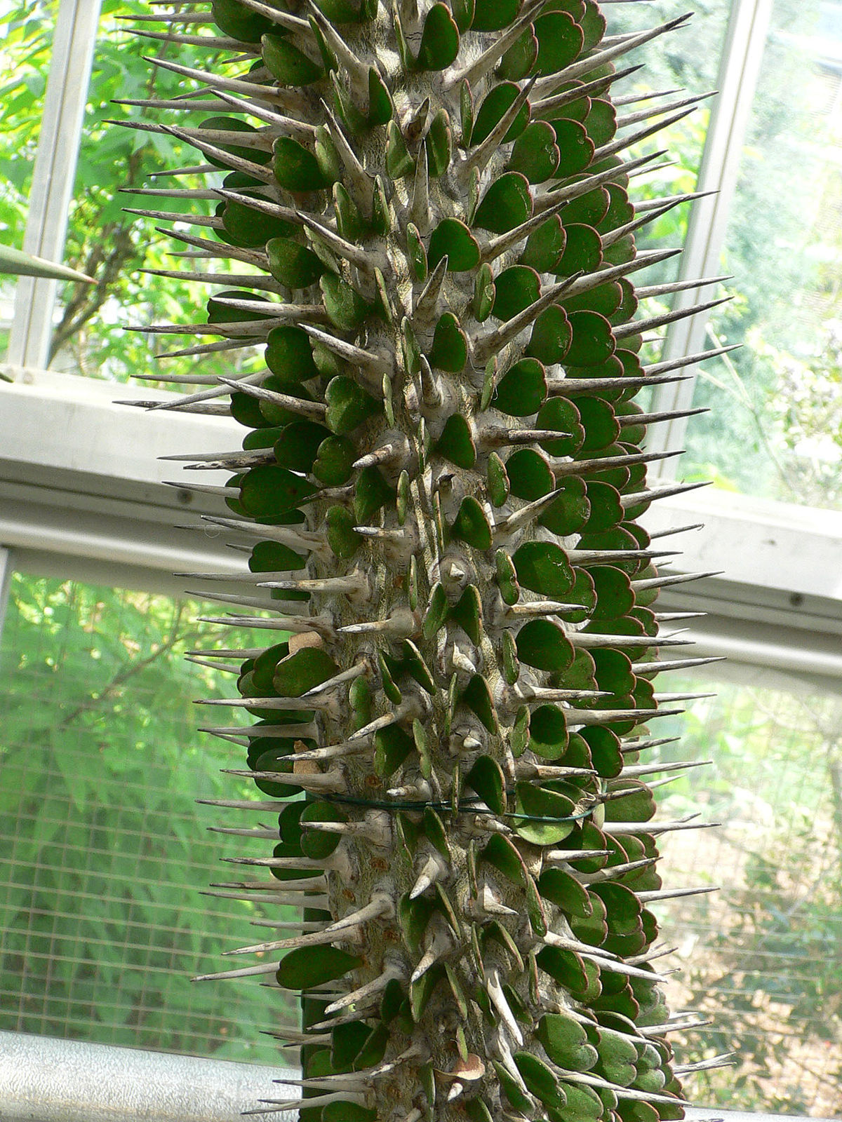 Didiereaceae