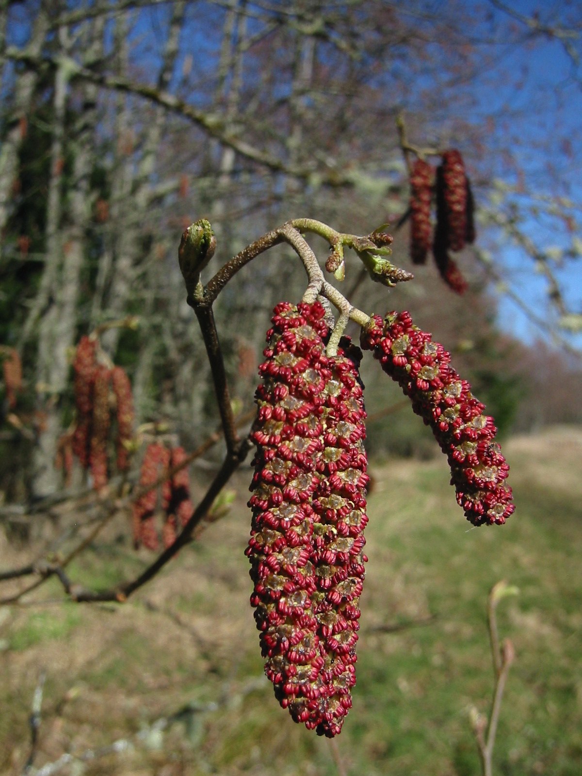 Alnus rubra