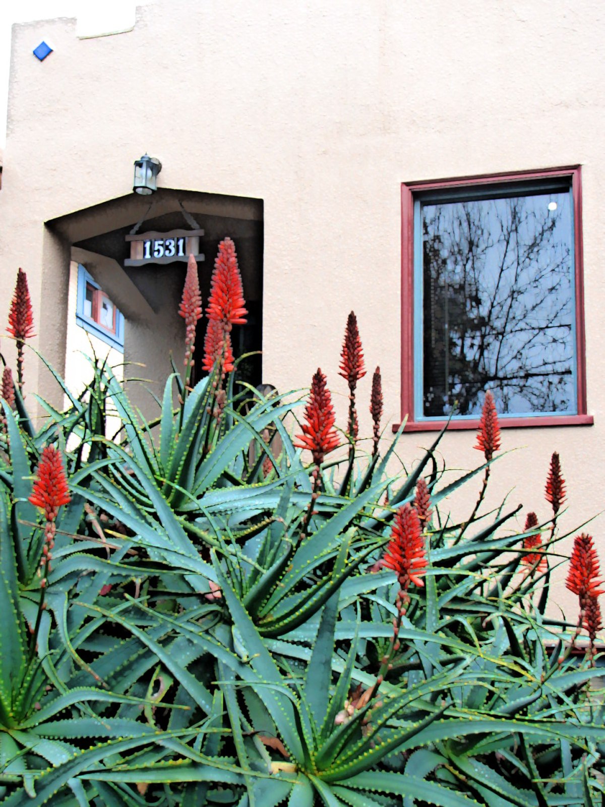 Aloe arborescens
