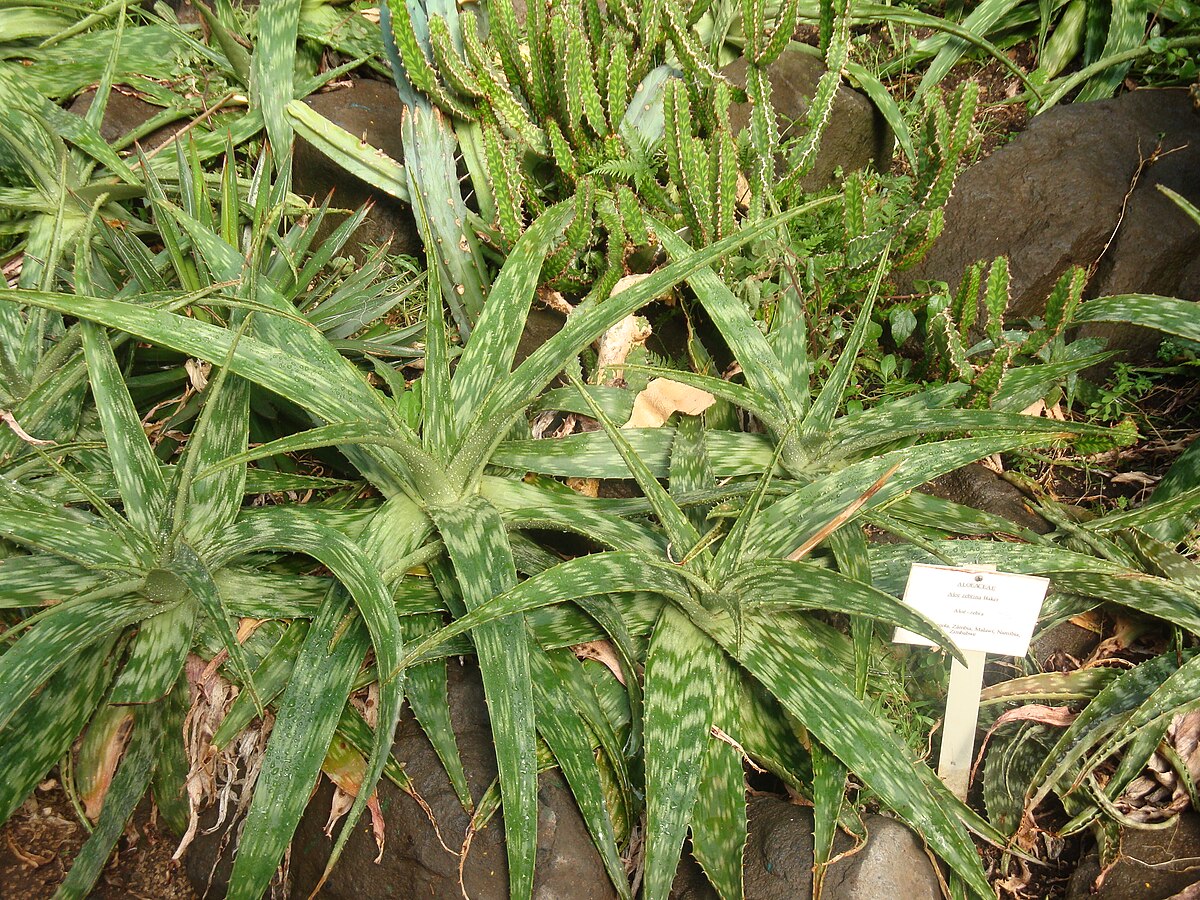 Aloe zebrina.JPG