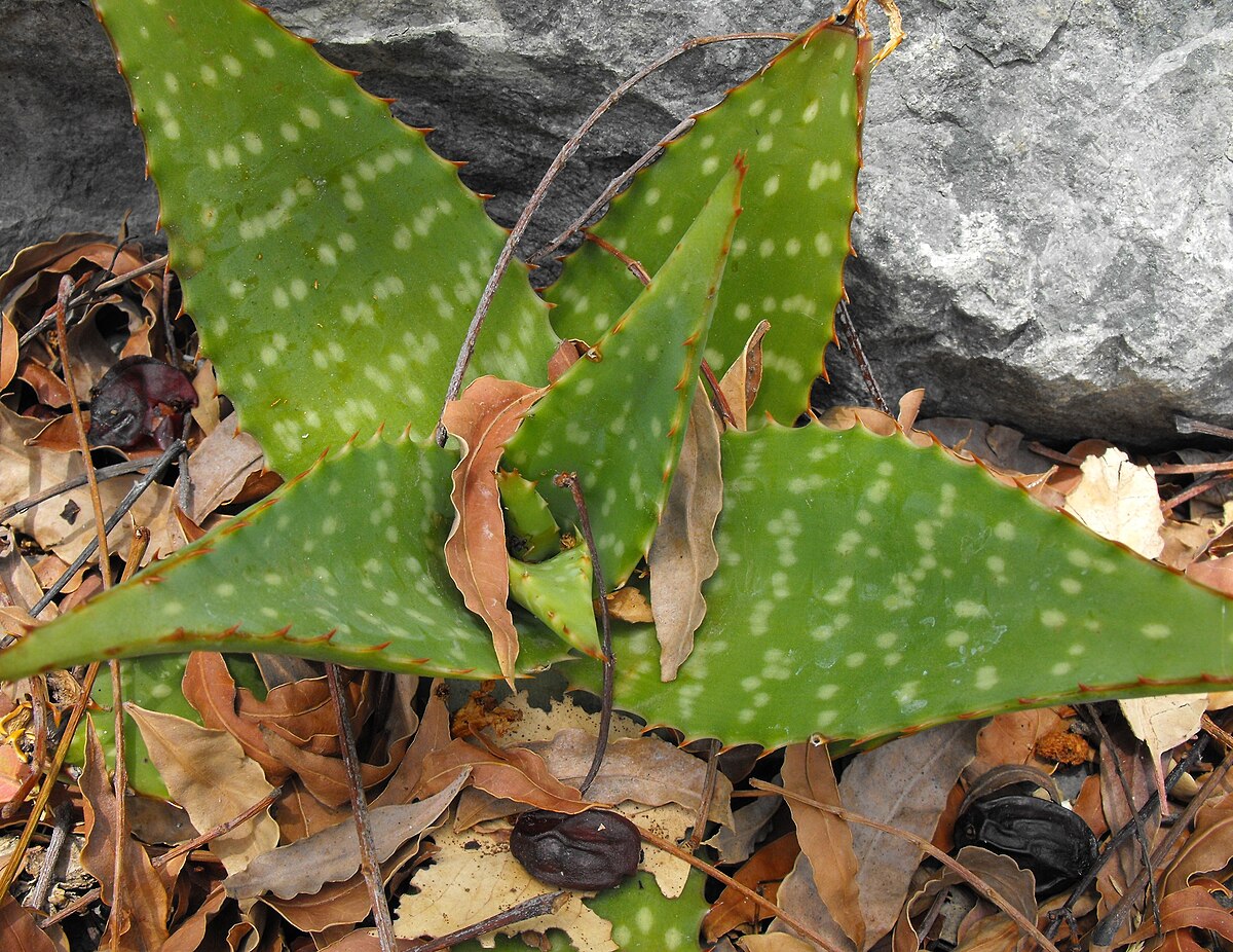 Aloe zebrina