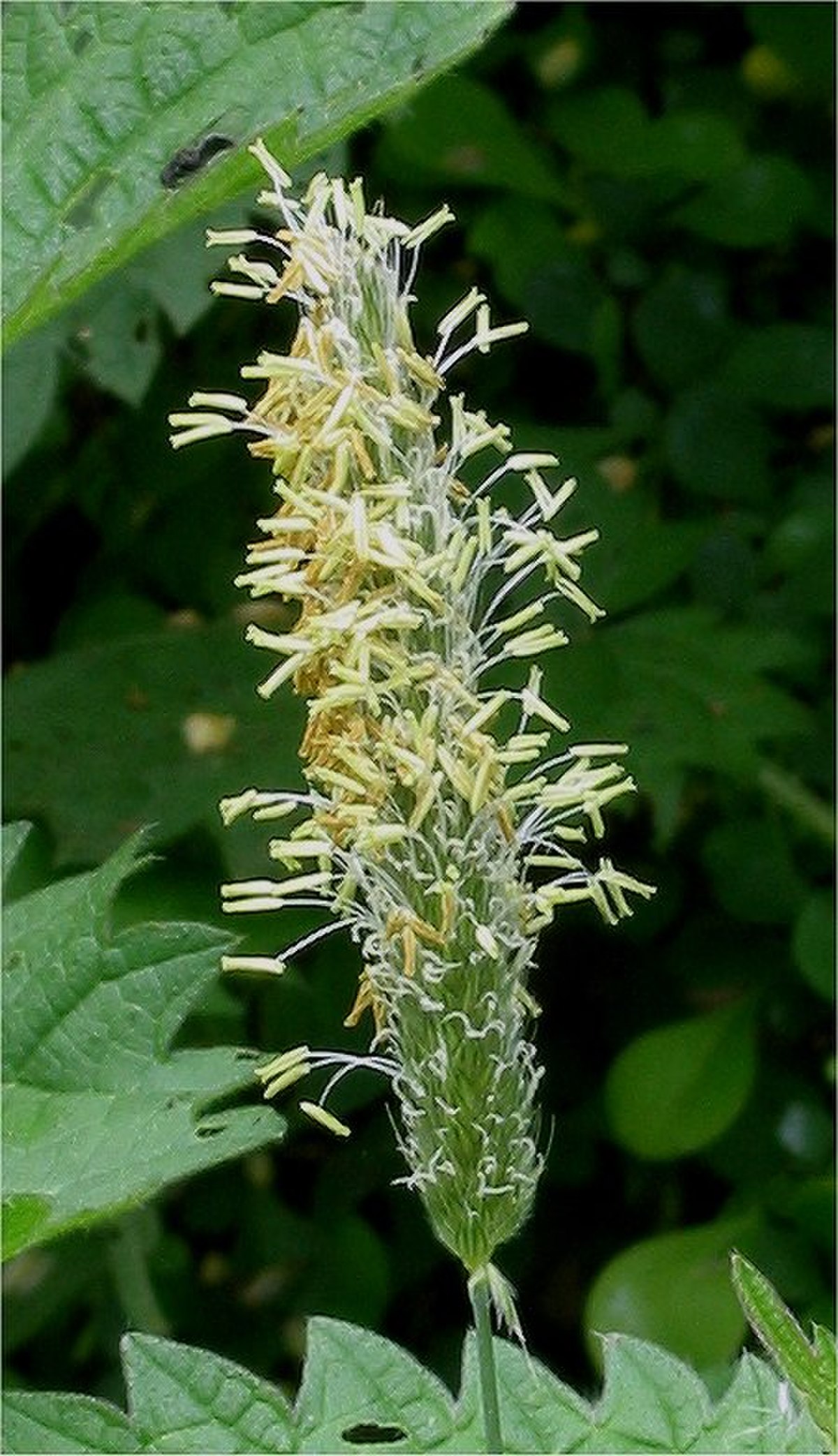 Épi de vulpin des prés en floraison, montrant les anthères des étamines flottant au vent