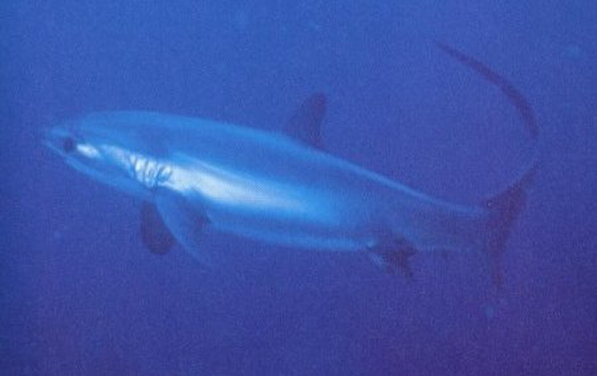 Alopias pelagicus