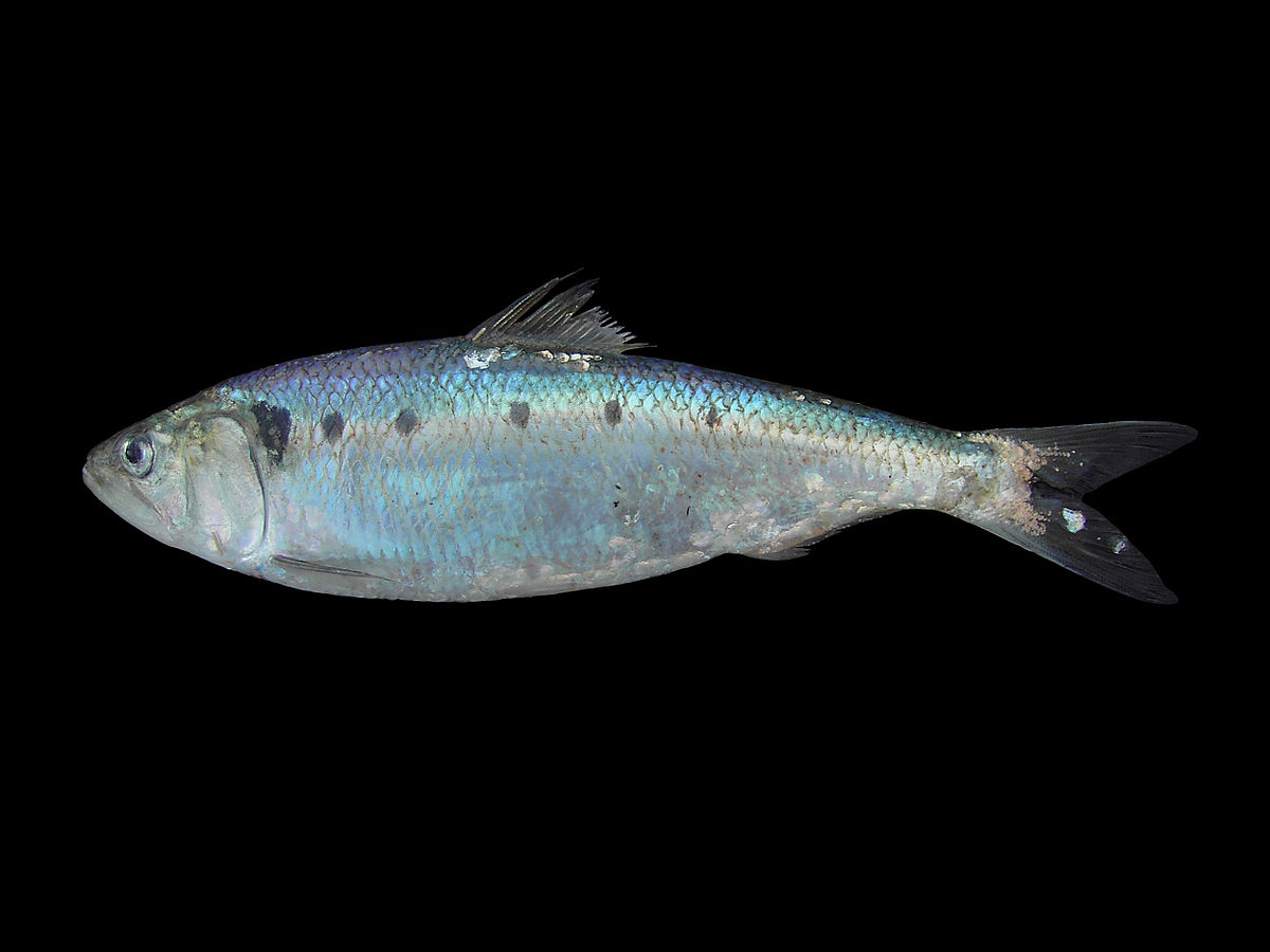Alosa