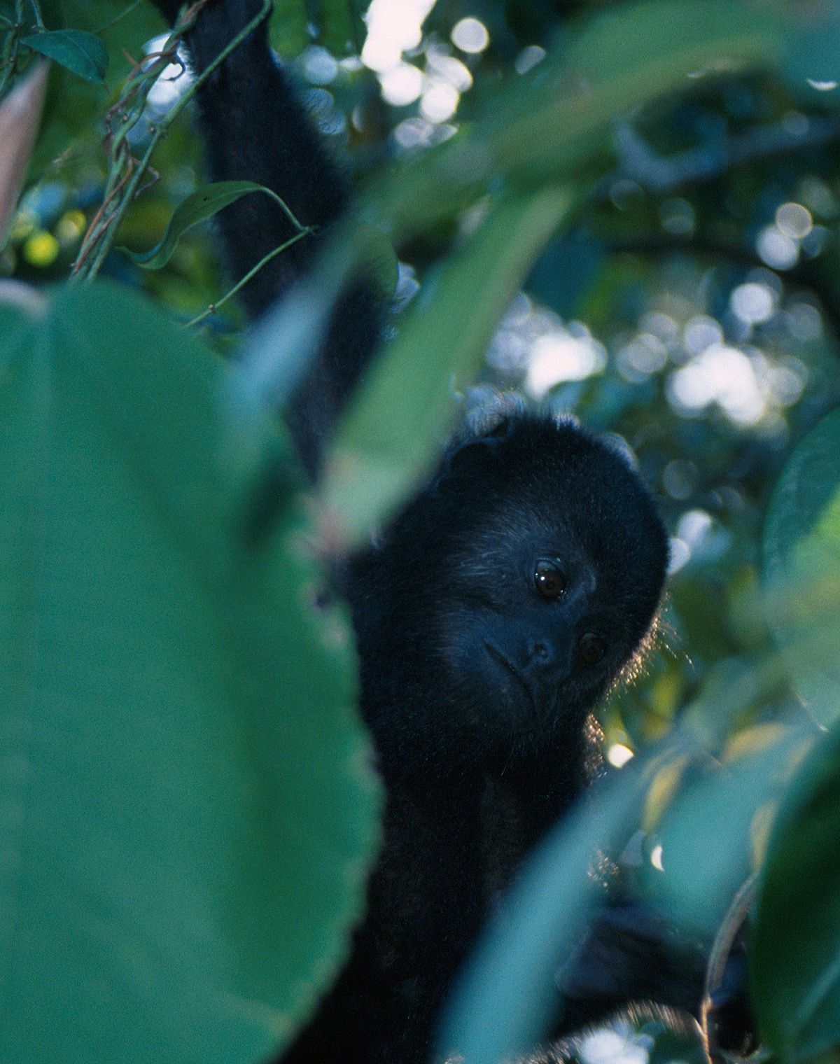 Alouatta pigra