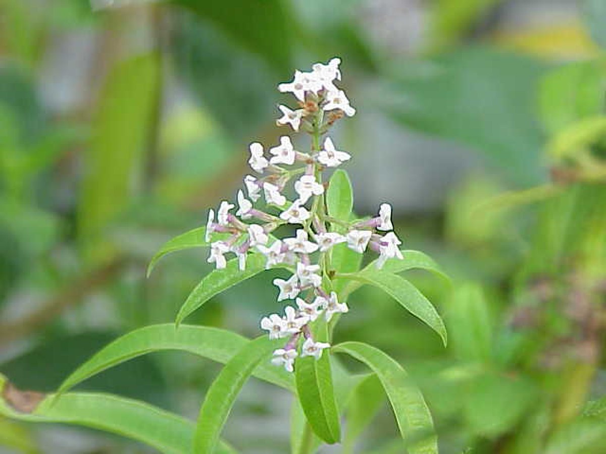 Aloysia citrodora