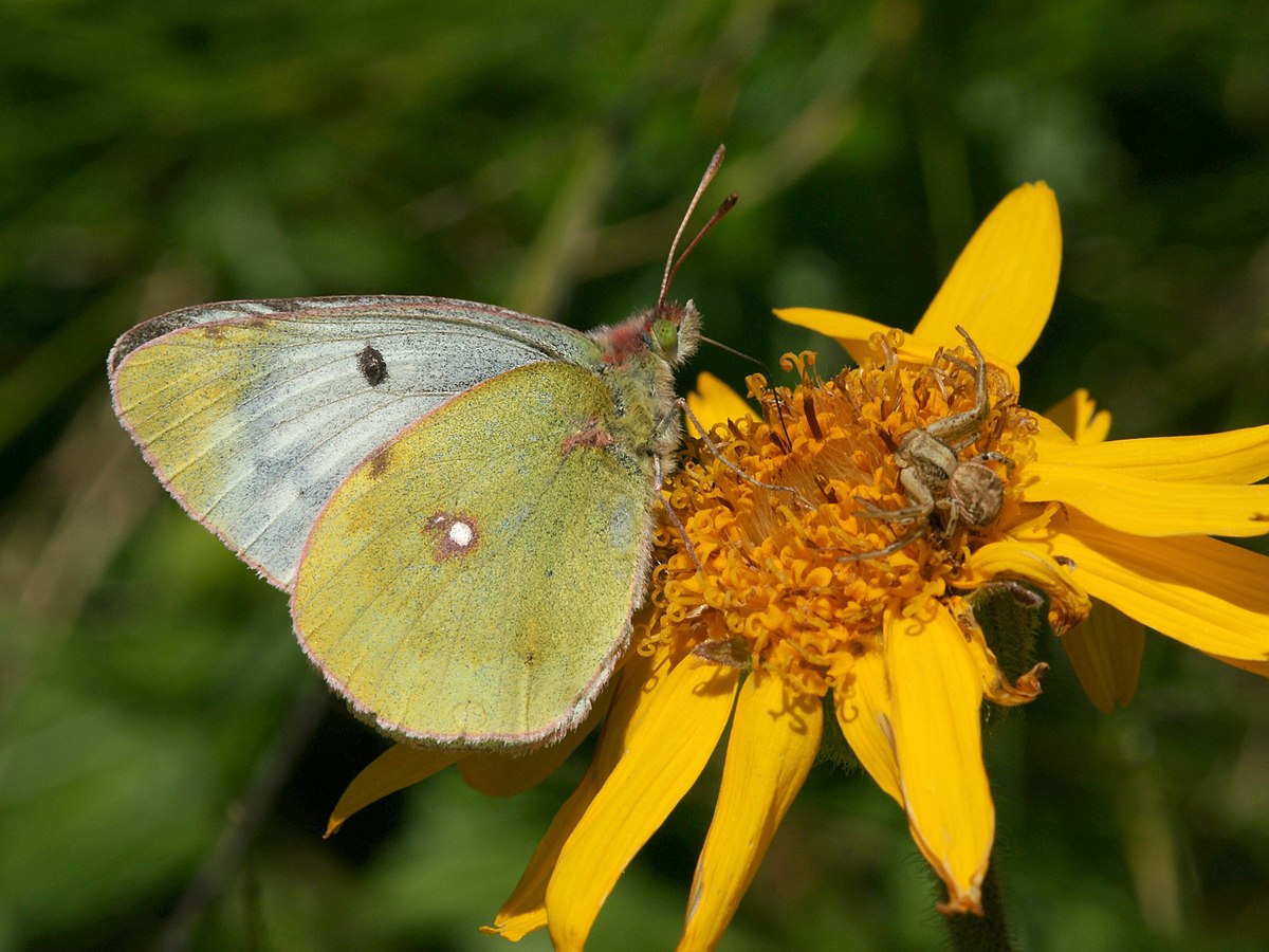 Candide (papillon)
