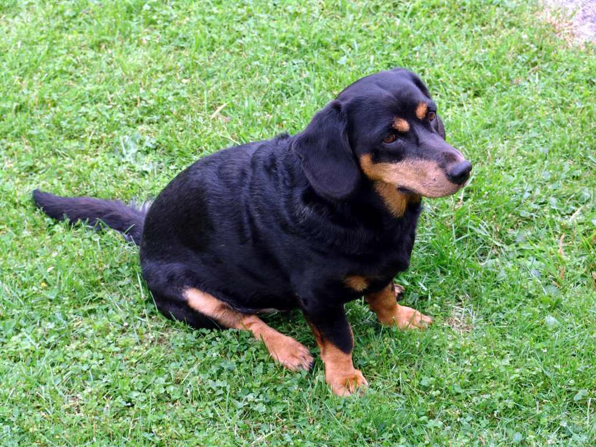 Basset des Alpes