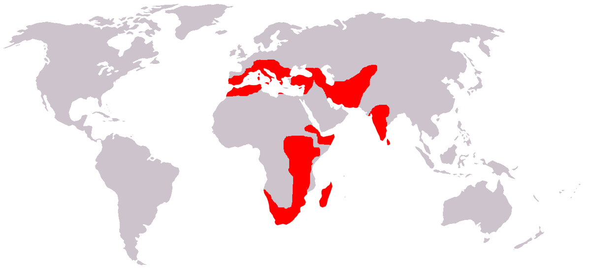 Alpensegler world.png
