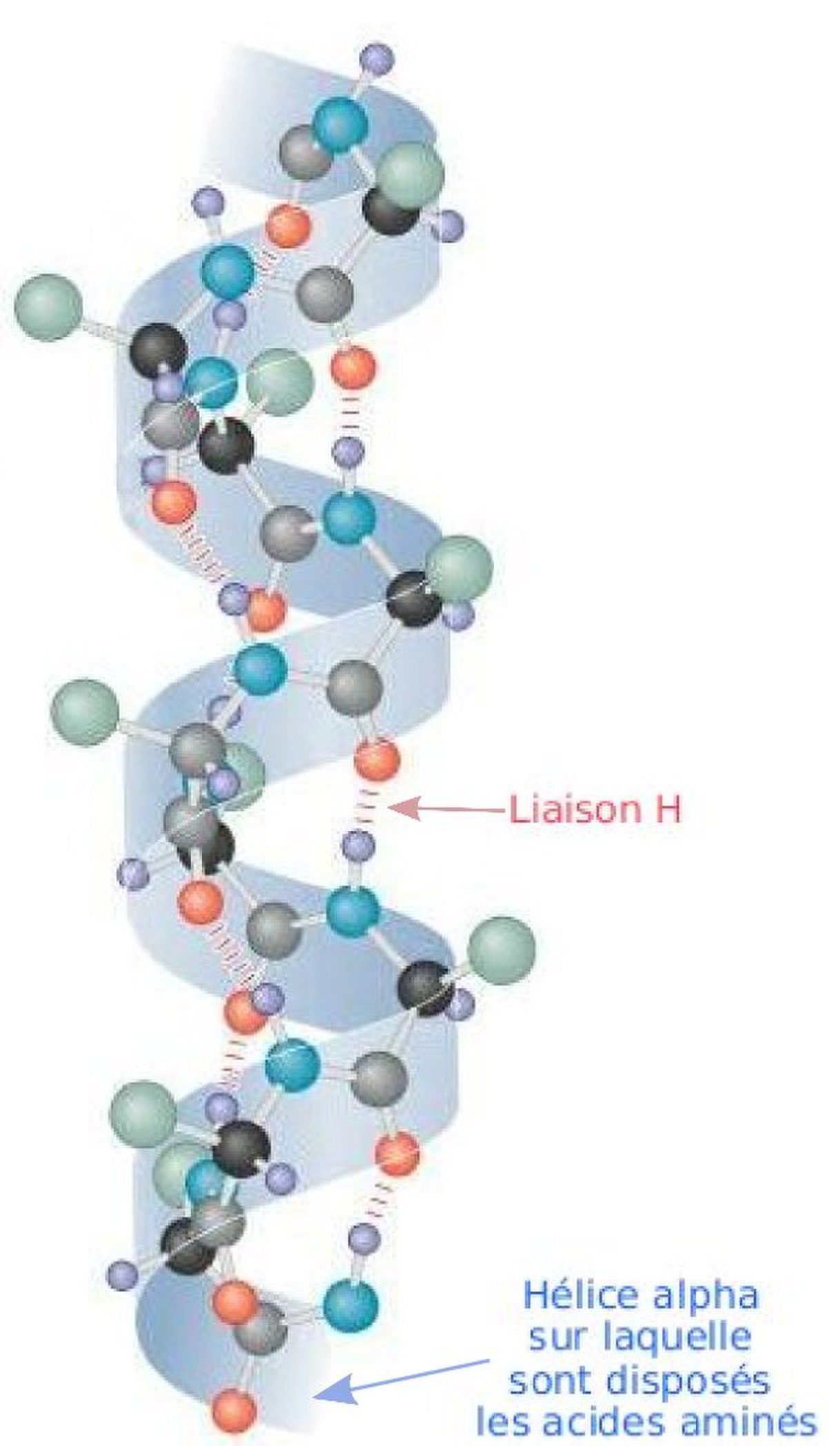 Hélice (biochimie)