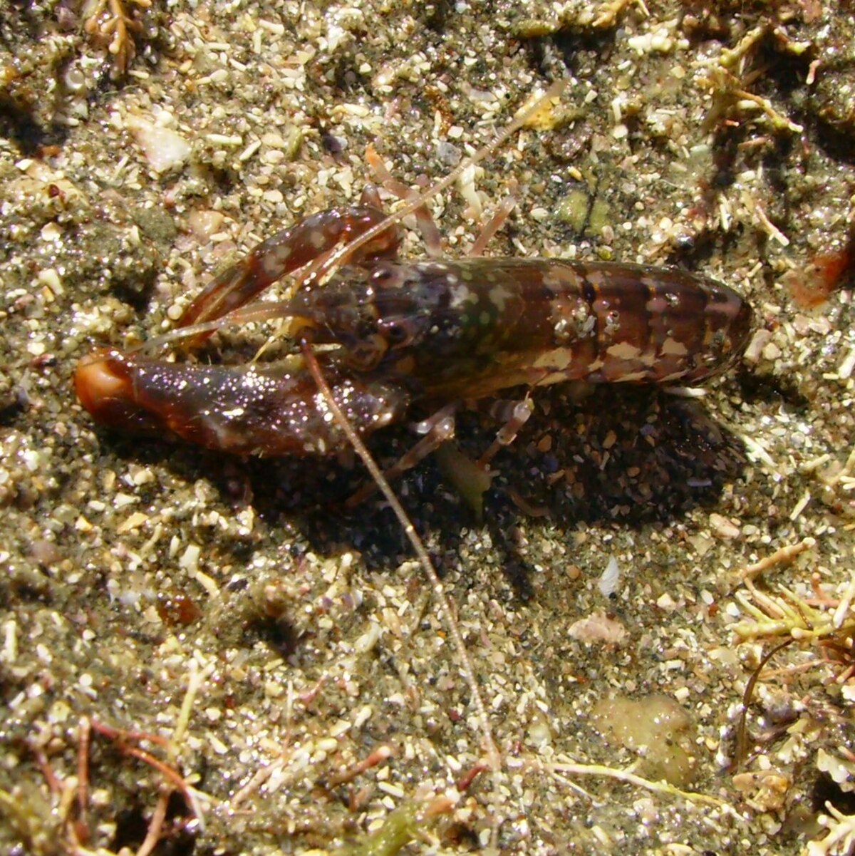 Alpheus